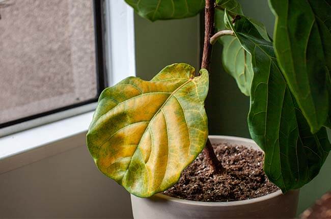 Stunted plant growth with yellow leaf
