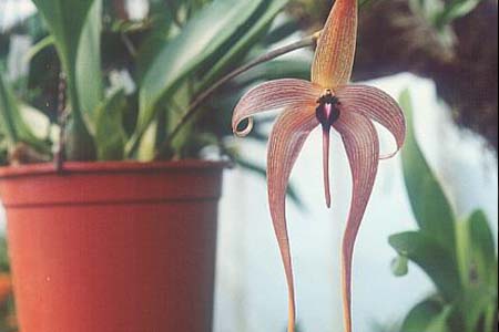 Bulbophyllum echinolabium 