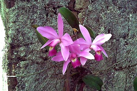 Cattleya violacea