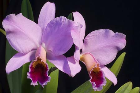 cattleya percivilliana