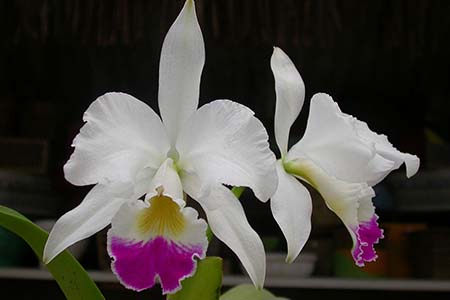 cattleya warneri