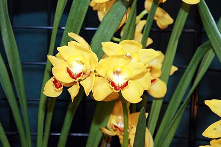 cymbidium crescent tears