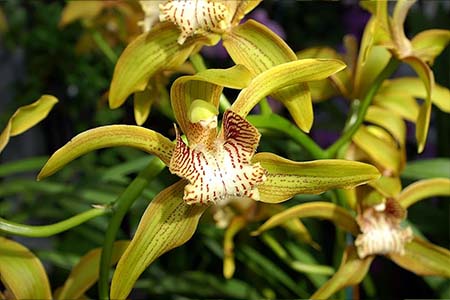 cymbidium tracyanum