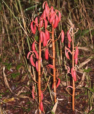 Saprophytic orchid Cyrtosia septentrionalis