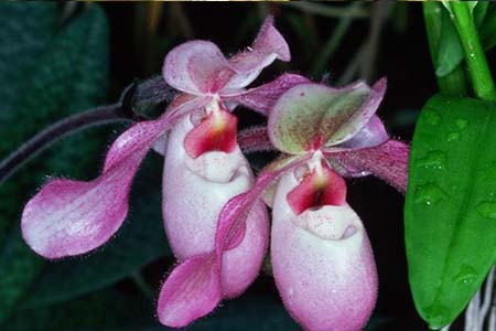 paphiopedilum delenatii