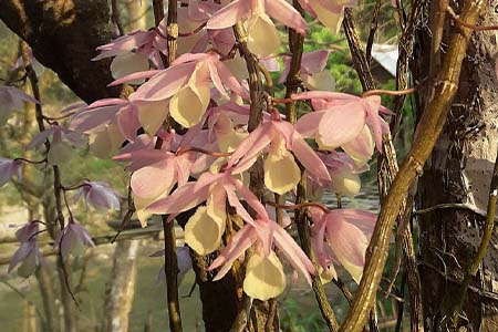 dendrobium aphyllum