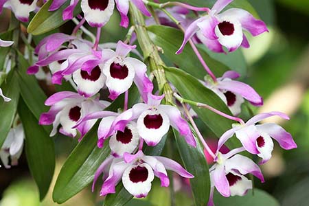 dendrobium nobile