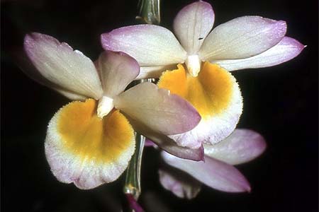 dendrobium crepidatum