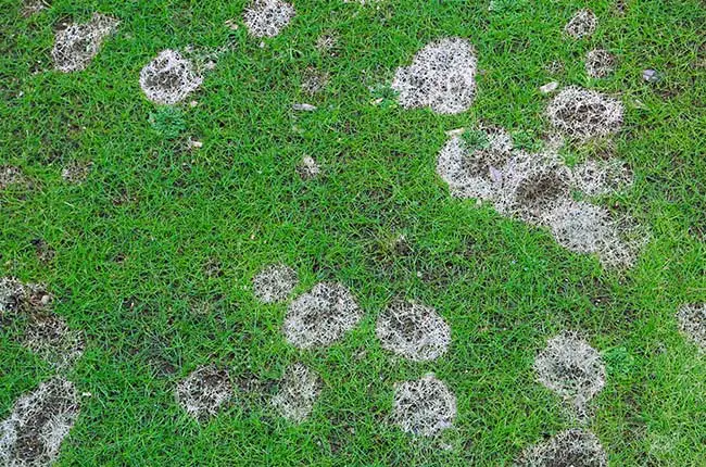 Hydropohbic lawn soil wetting