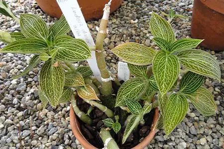 Ludisia discolor Jewel orchid