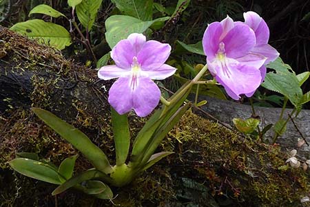 miltoniopsis bismarckii