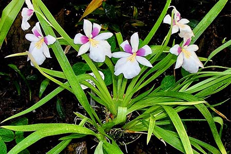 miltoniopsis roezlii