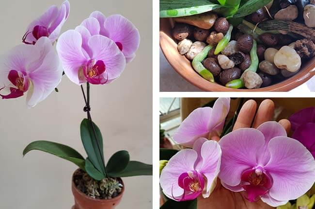 orchid care