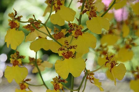 oncidium