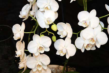 phalaenopsis amabilis