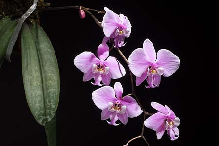 phalaenopsis schilleriana