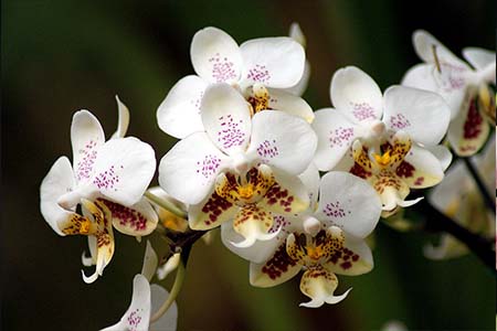 phalaenopsis stuartiana