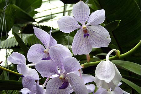 vanda coerulea