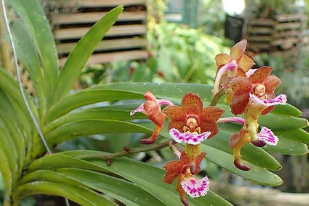 vanda flabellate