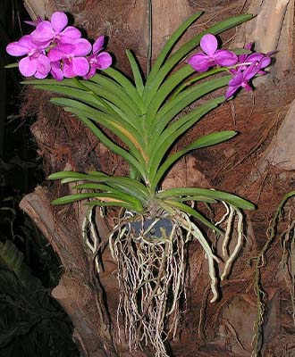 monopodial orchids
