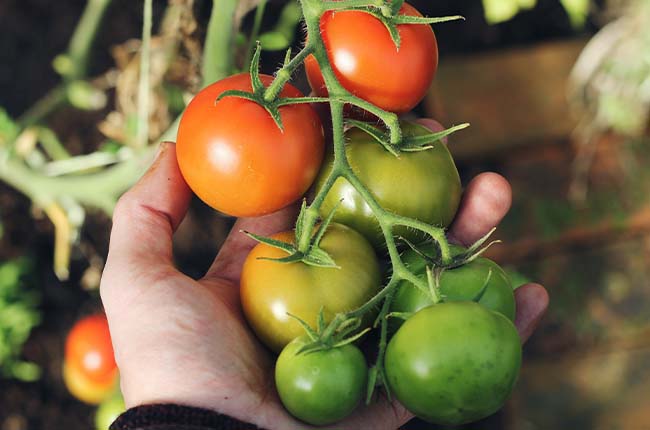 harvest green tomato seeds