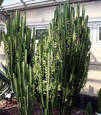 African milk tree (Euphorbia trigona)