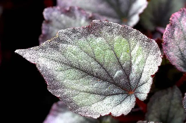 The reflective variegation on a Begonia leaf