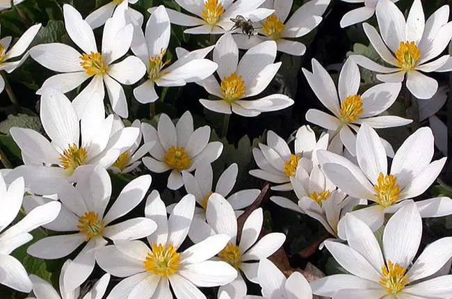 Bloodroot