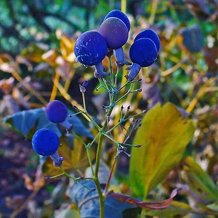 Blue cohosh