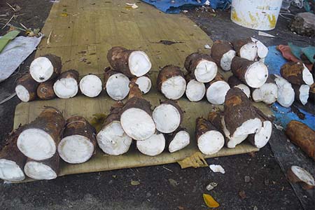 Cassava (Manihot Esculenta) 