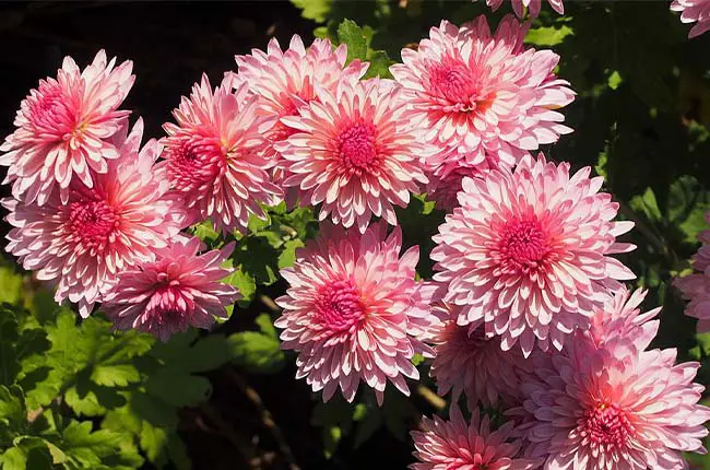 double corolla petal structure of Chrysanthemums