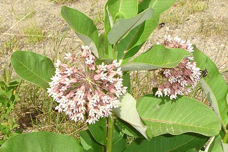 Common milkweed (Asclepias syriaca) 