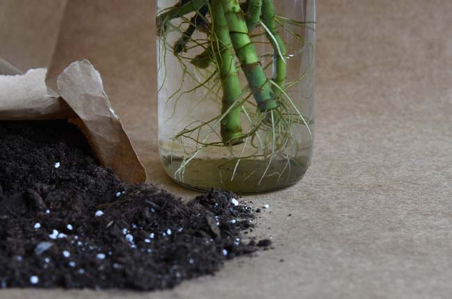 Convert water roots to soil roots