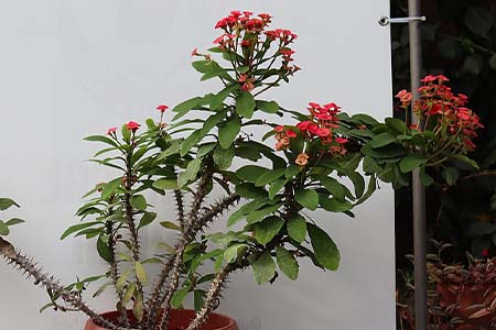 Crown of thorns” (Euphorbia milii)  