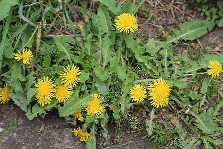 Dandelions (Taraxacum offiniale)  