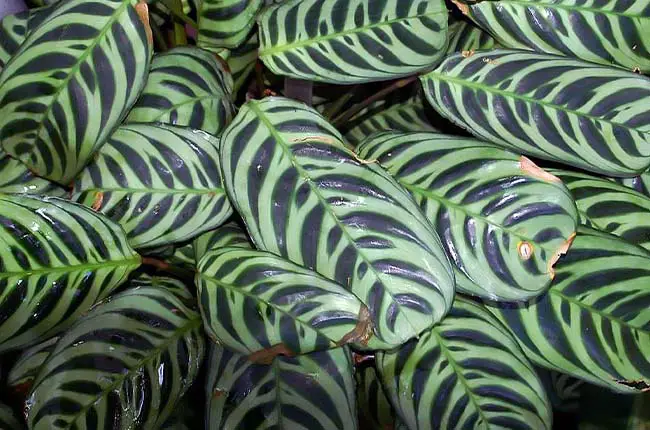 Fishbone prayer plant (Ctenanthe burle-marxii) with stable variegation 