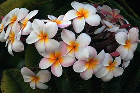 Frangipani - plumeria