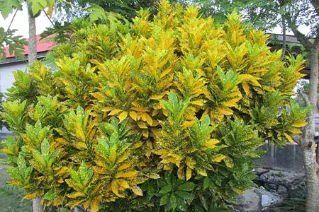 Croton (Codium Variagatum)