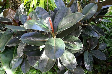 Indian ribber tree - ficus elastica