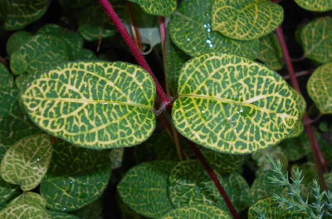 The Japanese Honeysuckle has attractive variegated leaves caused by the honeysuckle yellow vein virus 