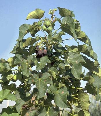 Jatropha (Jatropha Curcas)