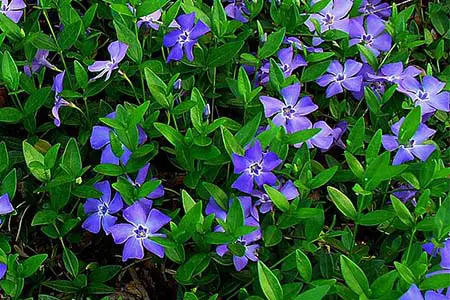 Lesser periwinkle (Vinca minor)