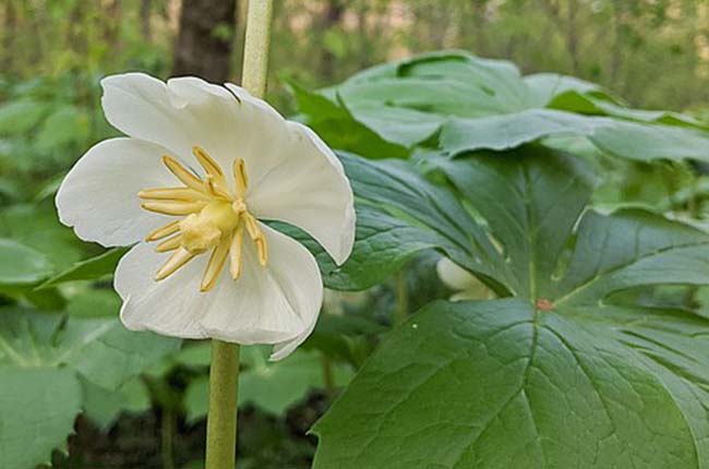 Mayapple 