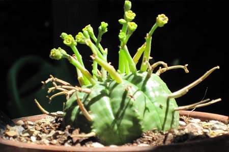 Melon spurge (Euphorbia meloformis) 