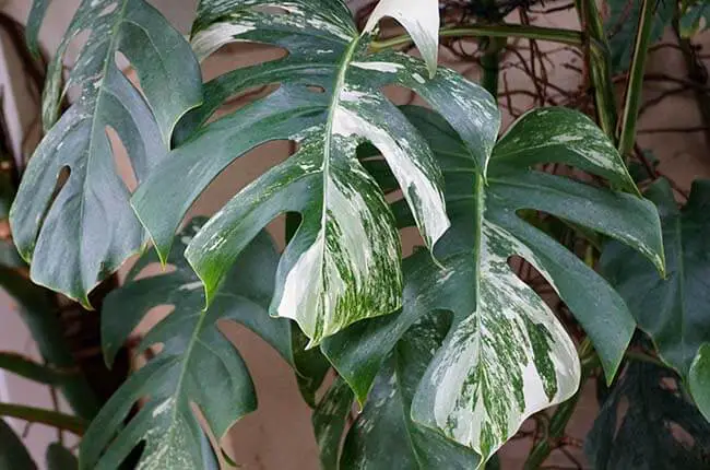 Monstera Deliciosa Albo Variegata