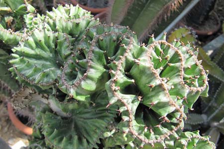 Mottled spurge (Euphorbia Lactea) 