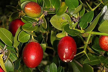 natal plum - carissa macrocarpa