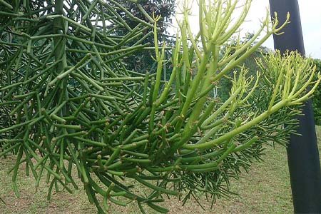 Pencil tree (Euphorbia tirucalli)