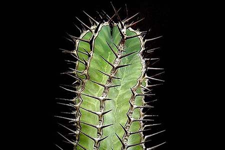 Poison tree (Euphorbia virosa) 