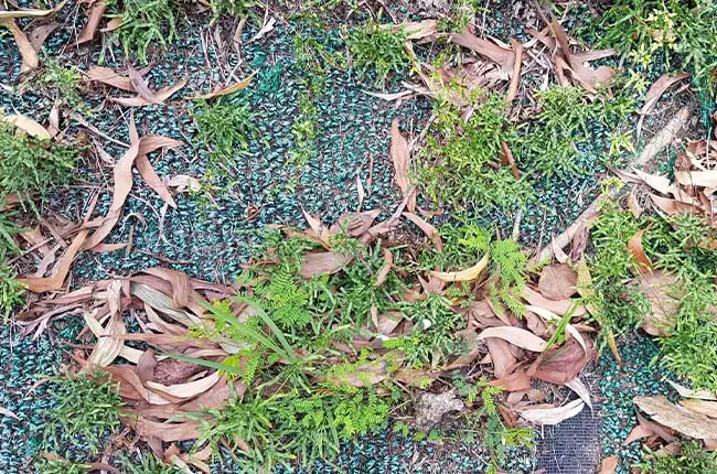 weeds growing through landscape fabric